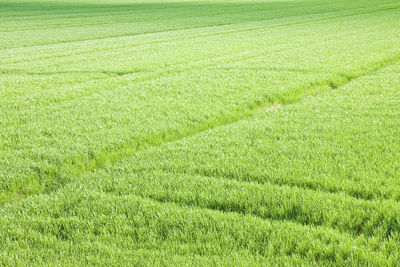 Full frame shot of fresh green field