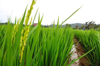 Close-up of crops growing on field against clear sky