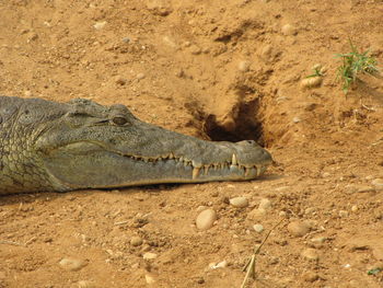 Head of a crocodile on sand 