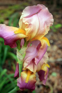 Close-up of pink flowers