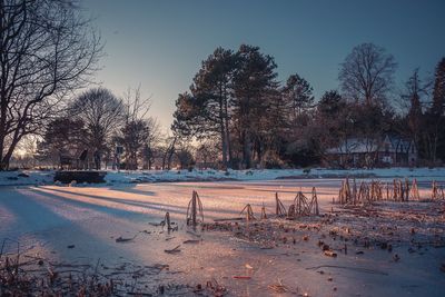 Trees against sky during winter