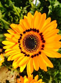 Close-up of sunflowers blooming outdoors