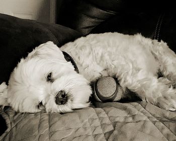 Close-up of puppy sleeping on bed at home