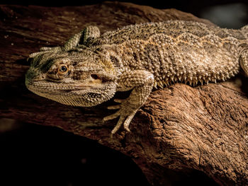 Big iguana lizard looking to you