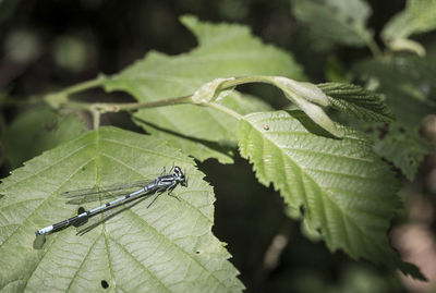 Close-up of insect on leaves