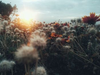 Close-up of flowering plants on field against sky during sunset