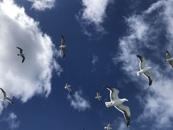 Low angle view of seagulls flying in sky