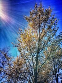 Low angle view of tree against blue sky