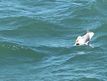 High angle view of ducks swimming in sea