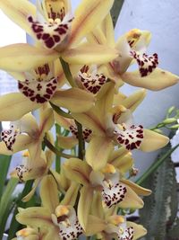 Close-up of flowers