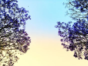 Low angle view of flowering tree against clear sky