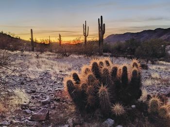 Cactus growing on field against sky during sunset