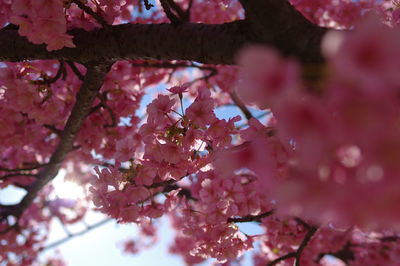 Low angle view of pink cherry blossom tree