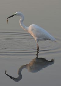 Great egret perching in lake