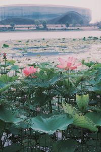 Close-up of lotus water lily in pond