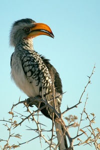 Low angle view of hornbill perching on plant against clear sky