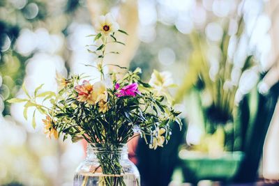 Close-up of flowering plant in vase