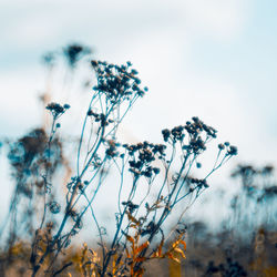 Close-up of wilted plant on field against sky