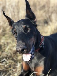 Close-up of black dog on field