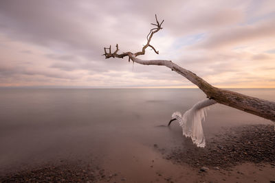 Ice formation on dead tree