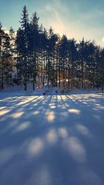 Snow covered plants against sky