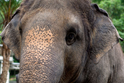 Close-up portrait of elephant