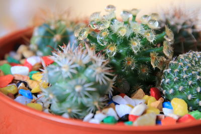 Close-up of succulent plant