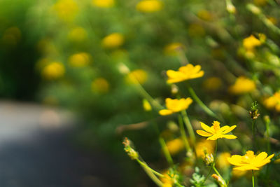 Close-up of yellow flowering plants on field