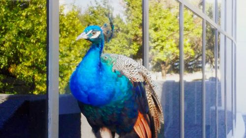 Close-up of peacock perching on window