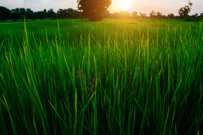 Crops growing on field against sky