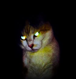 Portrait of cat over black background