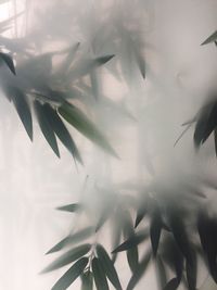 Close-up of cactus flower
