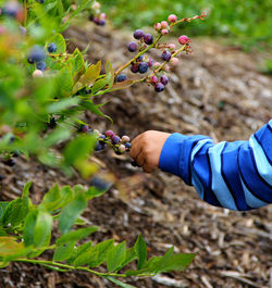 Cropped hand picking blueberries from plant on field