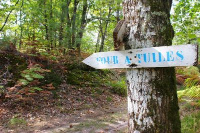 Road sign by tree in forest