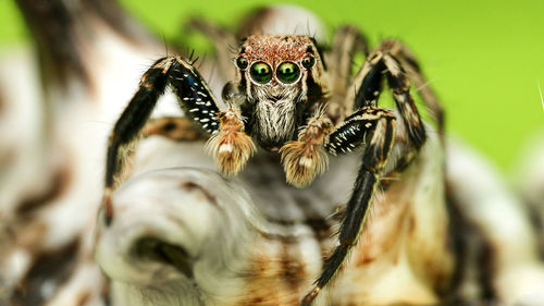 Macro shot of jumping spider on wood