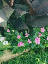 High angle view of pink flowering plants