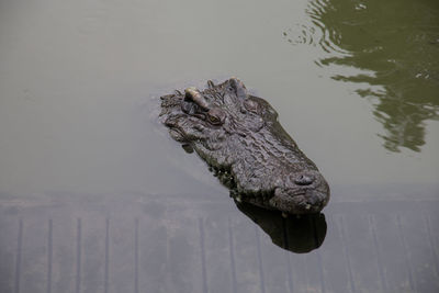 View of a turtle swimming in lake