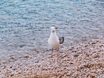 Seagull perching on pebbles at beach