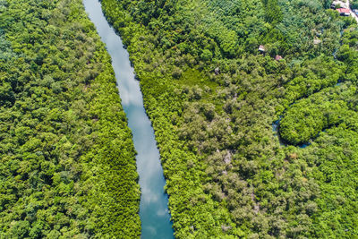 High angle view of trees in forest