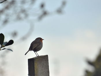 Low angle view of bird perching on plant