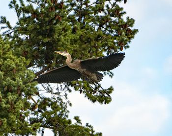 Low angle view of bird flying against the sky