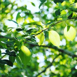 Close-up of fruits on tree