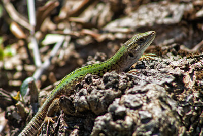 Close-up of lizard on tree