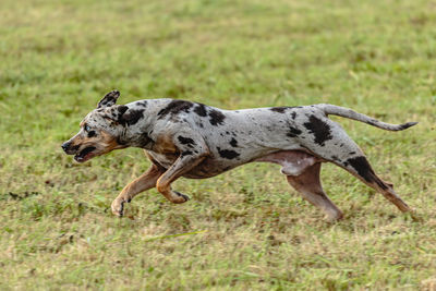 Catahoula