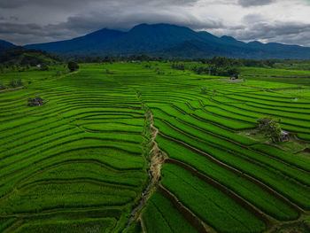 Scenic view of agricultural field