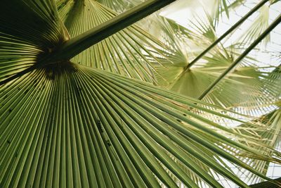 Close-up of palm leaf