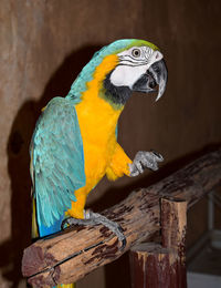 Close-up of parrot perching on wood