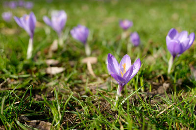 Close-up of purple crocus blooming on field