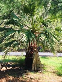 Palm trees in park