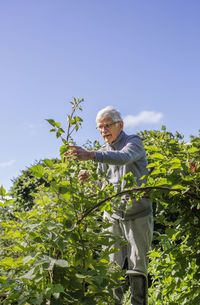 Senior man gardening during summer sunny day